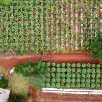 projeto-da-empaer-com-uso-de-sistema-agroflorestal-muda-realidade-de-pequenos-agricultores-de-aripuana