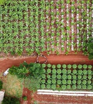 projeto-da-empaer-com-uso-de-sistema-agroflorestal-muda-realidade-de-pequenos-agricultores-de-aripuana
