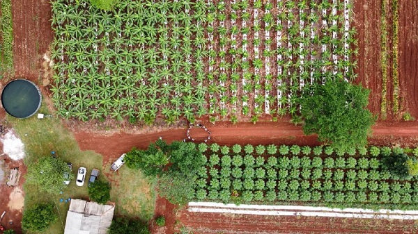 projeto-da-empaer-com-uso-de-sistema-agroflorestal-muda-realidade-de-pequenos-agricultores-de-aripuana